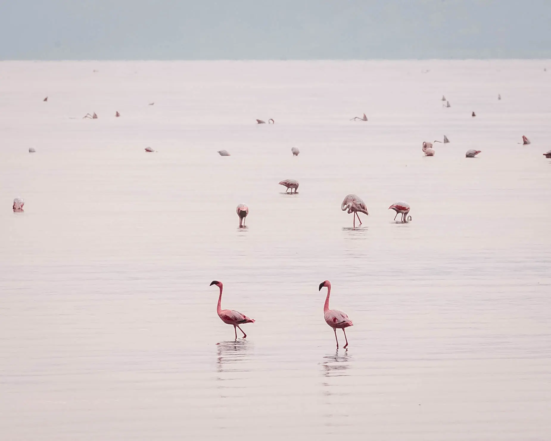 Der Bau eines Wasserkraftdamms und einer Natriumcarbonat-Anlage könnte das einzigartige Ökosystem des Natronsees zerstören. Foto: Altezza Travel Archiv