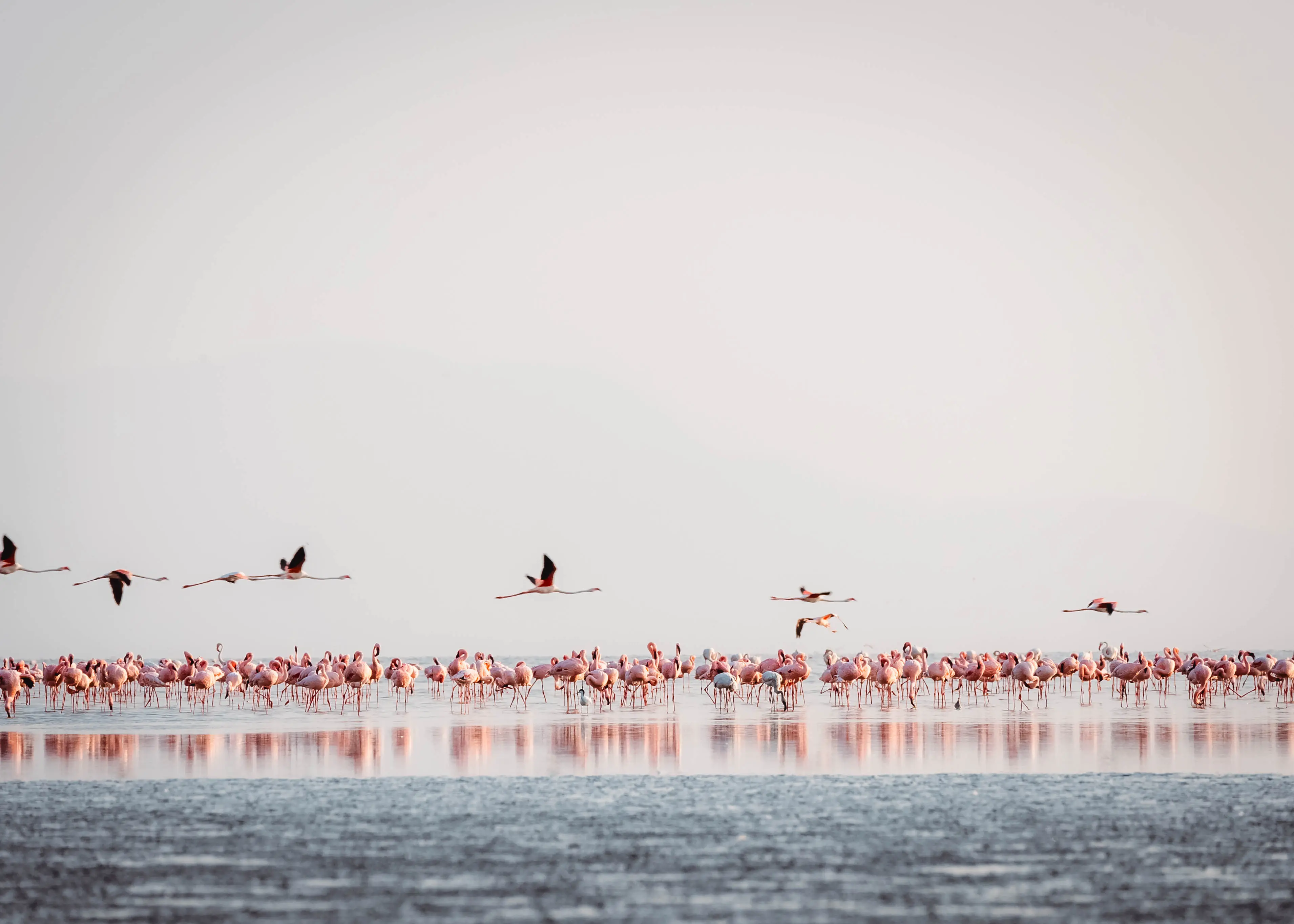 Natronsee – Brutgebiet der Zwergflamingos. Foto: Altezza Travel Archiv