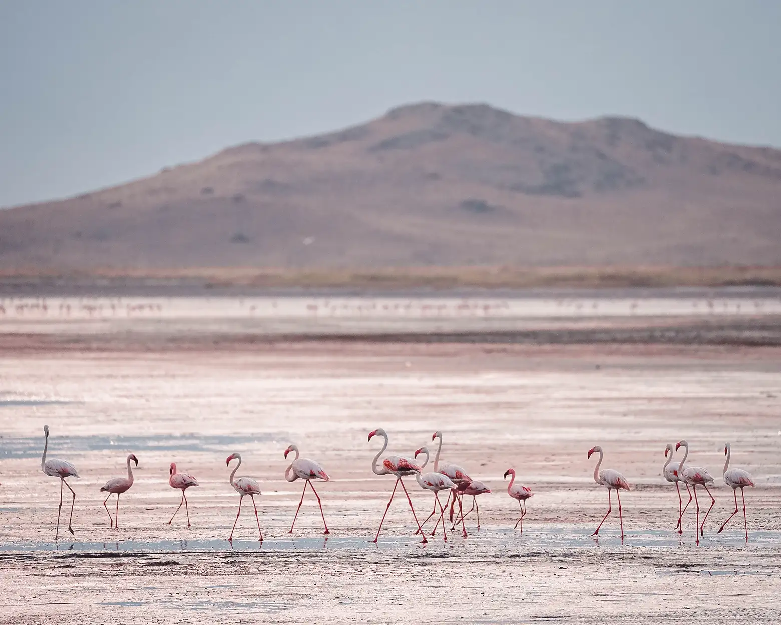 Flamingos am Ufer des Natronsees. Foto: Altezza Travel Archiv