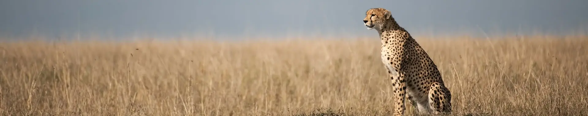 Afrikanischer Gepard