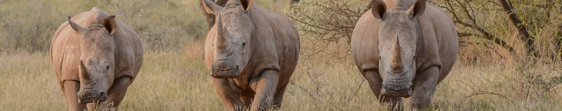 Afrikanisches Nashorn