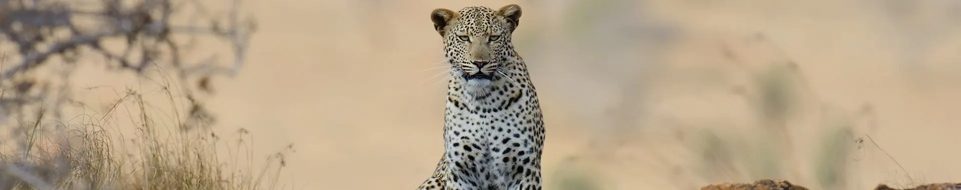 Afrikanische Leoparden