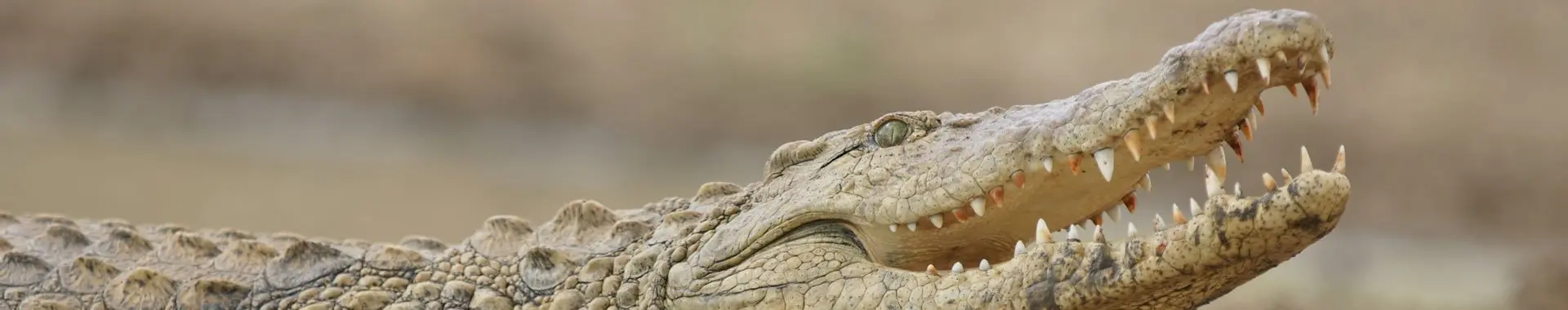Afrikanisches Krokodil