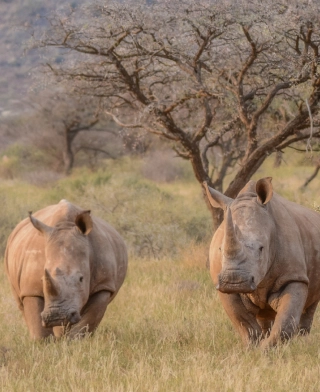 Nationalpark Mkomazi