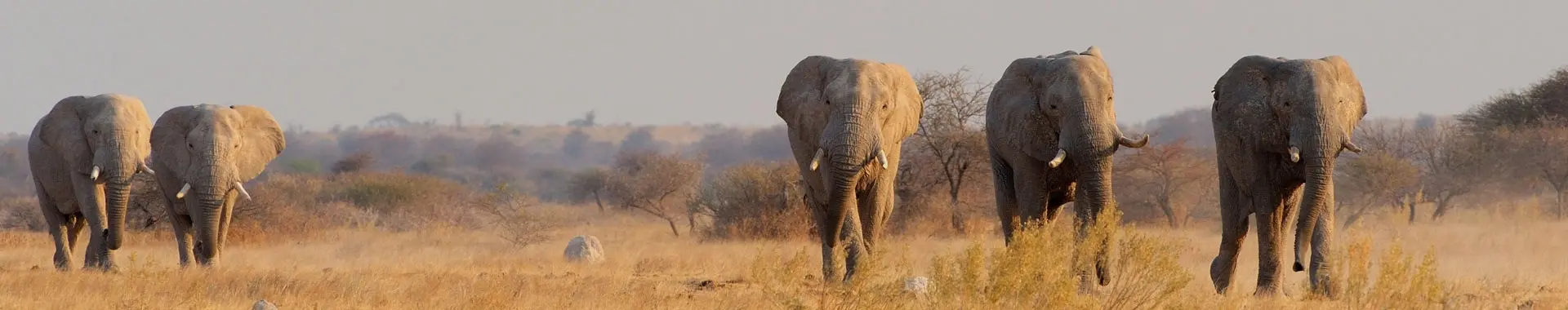 Afrikanischer Elefant