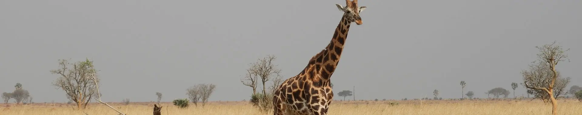 Afrikanische Giraffe