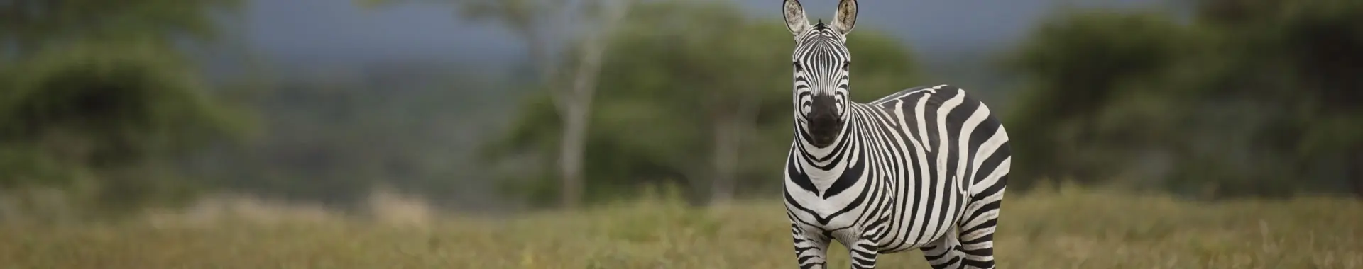Afrikanisches Zebra