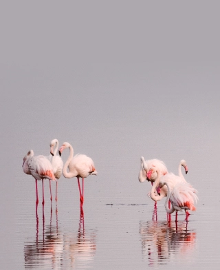 Manyara-See