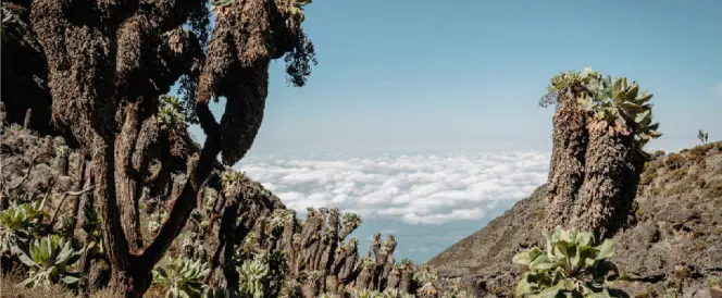 Umbwe-Route - Tag 4 - Trekking vom Barranco Camp zum Karanga Camp