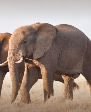 Nationalpark Tarangire
