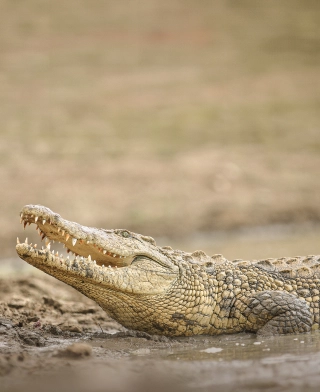Nationalpark Ruaha