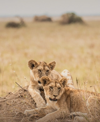 Nationalpark Nyerere (Selous)