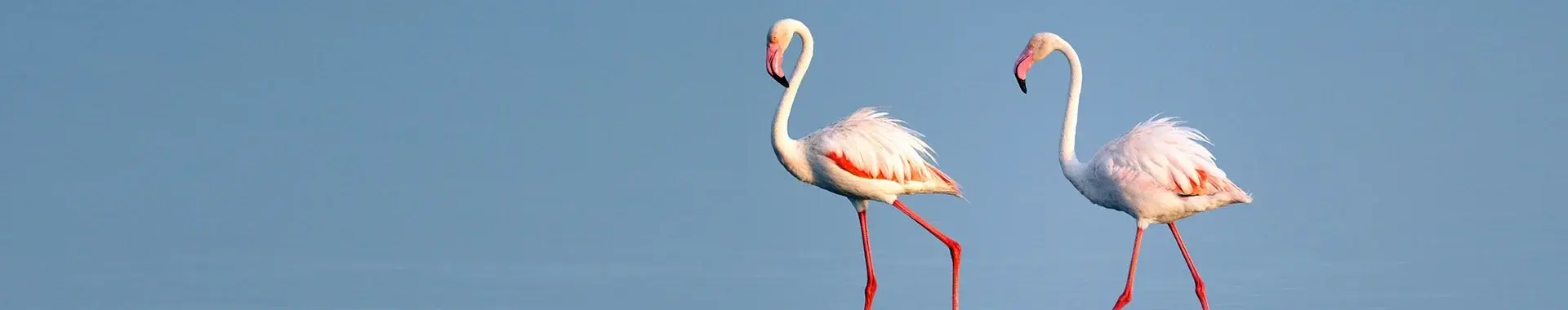 Afrikanischer Flamingo