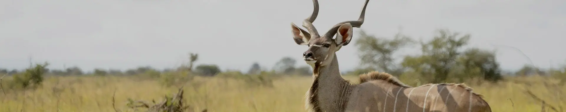 Afrikanische Kudu-Antilope