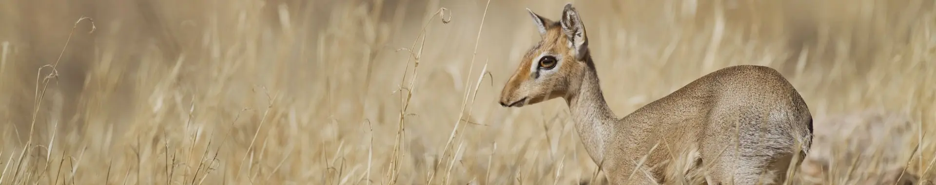 Afrikanische Dikdik-Antilope