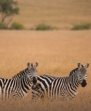 Nationalpark Arusha