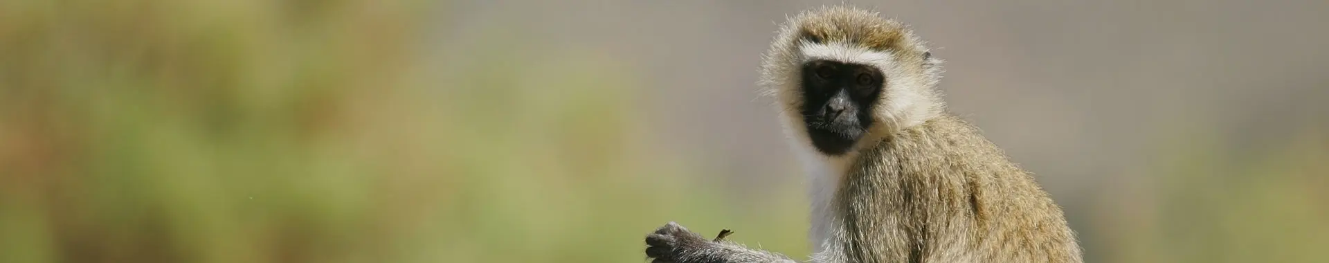 Afrikanische Grünmeerkatze