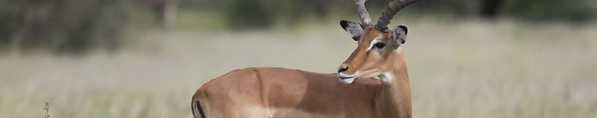 Afrikanische Impalas