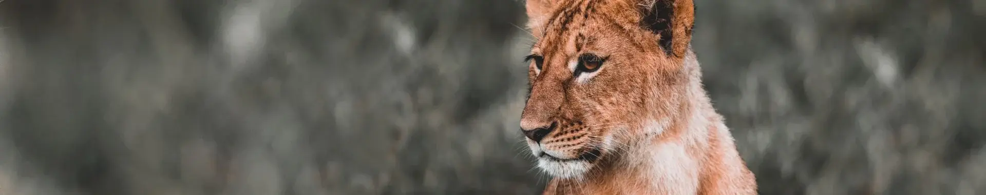 Nationalpark Ruaha